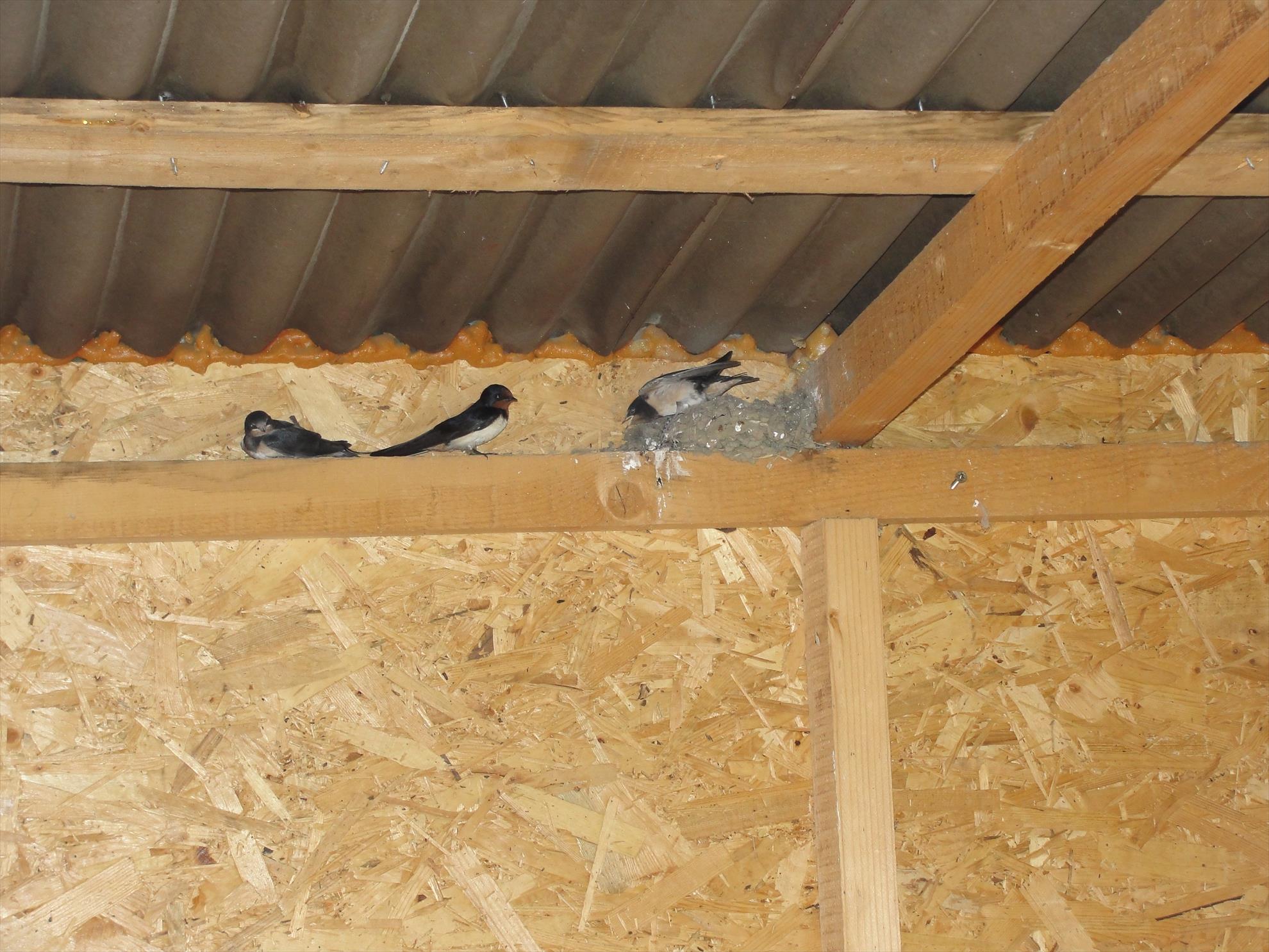 Magura 9 1 - 3 aug. - astia chiar atunci au invatat sa zboare :)
